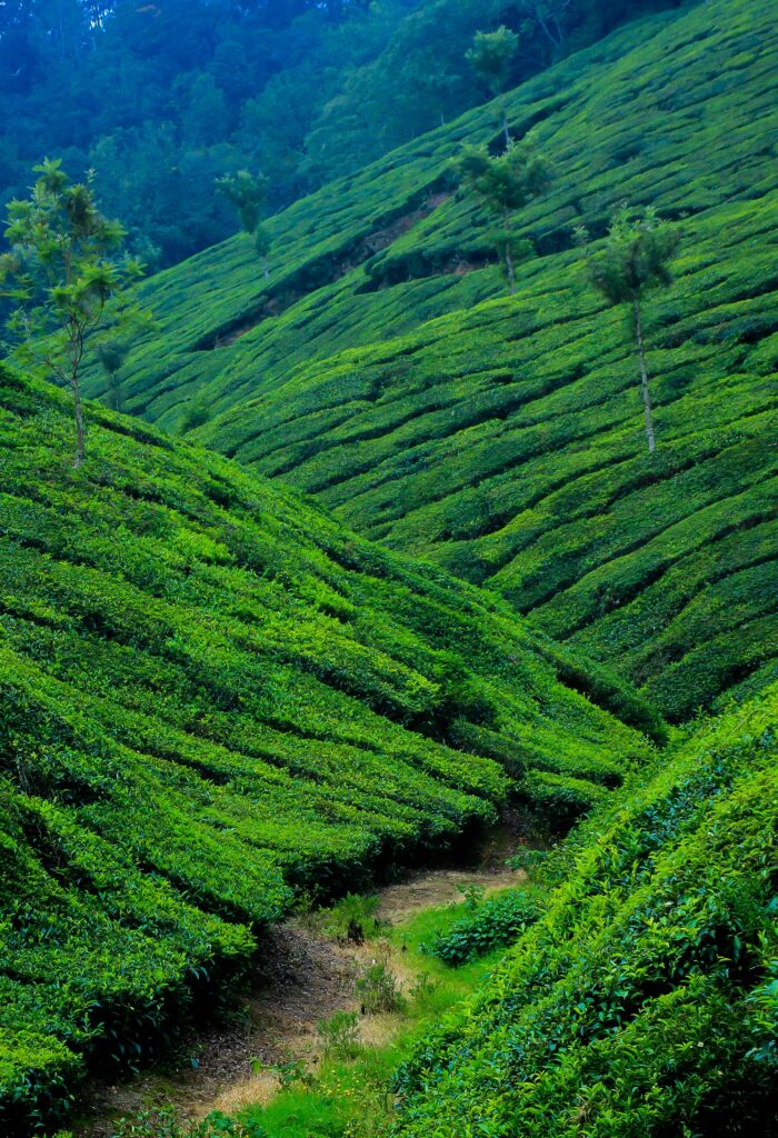 Kerala Tour and Packages, kerala trip package, kerala tour packages, kerala holiday packages, munnar tour package, kerala travel packages, kerala vacation packages, munnar trip, kerala holiday packages, south kerala tour packages, kerala package, kerala trip, kerala tour, kerala trip plan, kerala holiday, kerala family holiday packages, Kerala Honeymoon Packages, Kerala tour packages for Couple, Kerala tours and Packages, Kerala tour packages for Family, South Kerala tour Packages, kerala tours and packages, Honeymoon Packages in Kerala.